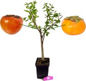 Een potplant met twee kaki's, één oranje en één roodbruine, aan weerszijden.