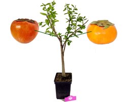 Diospyrus Kaki ‘Duo’ twee soorten aan één boom, 5 liter pot