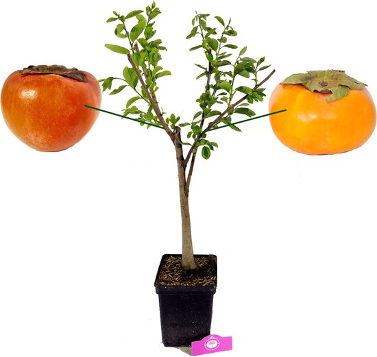 Een potplant met twee kaki's, één oranje en één roodbruine, aan weerszijden.