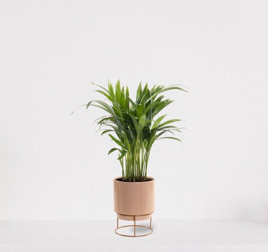 Areca in sierpot Emma Taupe – luchtzuiverende kamerplant – eenvoudig te onderhouden Goudpalm - 35-50cm - Ø13 – geleverd met plantenpot – vers uit de kwekerij