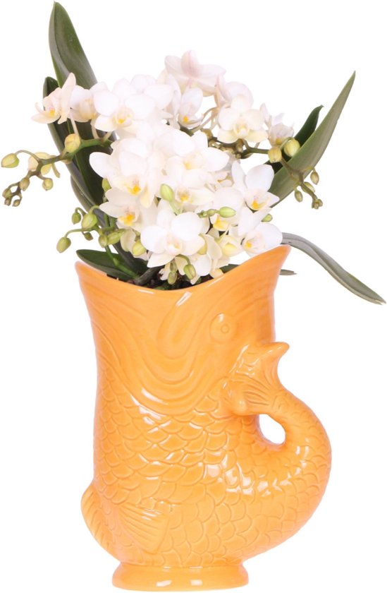 Kolibri Orchids | Witte orchidee 'Nazaré' + Fish pot oranje - potmaat Ø9cm | bloeiende kamerplant - vers van de kweker