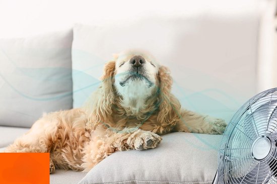 Ventilateur de sol - Ventilateur de table - Inclinable - Plusieurs vitesses - Premium