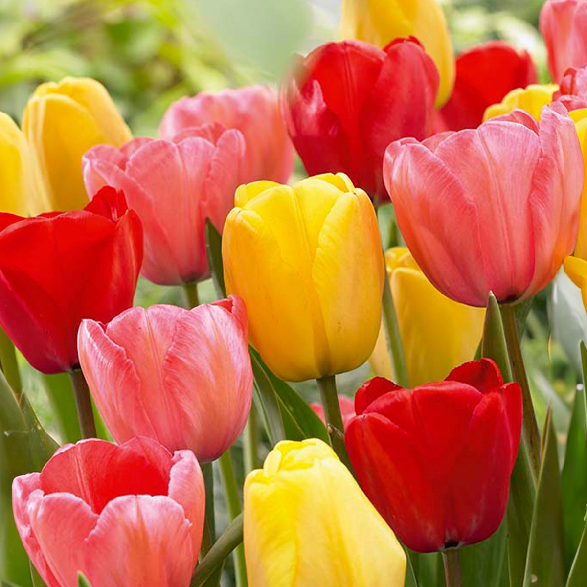 Bloomique - Mix van 20 - Tulipa Darwin Hybrid Mix - Tulpenbollen - Mix van Kleuren - Bloembollen - Voorjaarsbloeiend - Meerjarige Planten - Groeit tot 55-60 cm