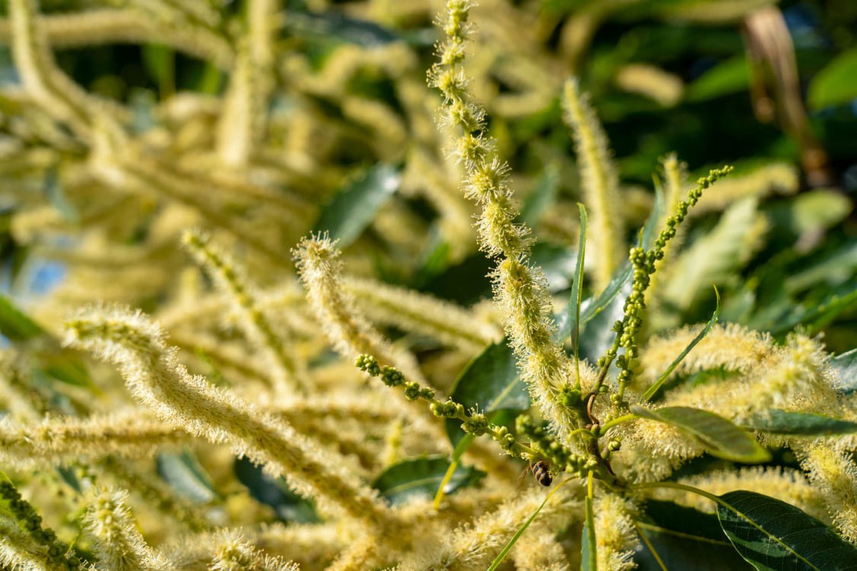 Tamme kastanje 80-100 cm (in pot) - Castanea sativa - Ø23 cm - onderhoudsarm - groei heerlijke eetbare kastanjes - blad zorgt voor een heerlijk herfstgevoel