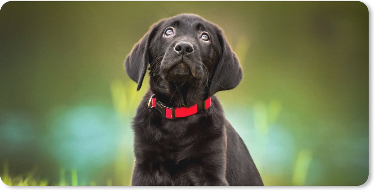 Muismat XXL 100x50 cm - Bureau onderlegger - Bureau mat Een zwarte Labrador Retriever die omhoog kijkt - Bureaumat - Gaming mousepad xl - Bureaulegger groot - Computer deskmat