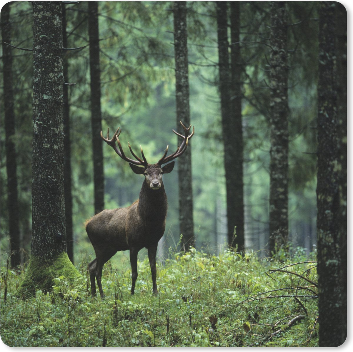 Muismat XXL 40x40 cm - Bureau onderlegger - Bureau mat Hert - Bomen - gewei - Bureaumat - Gaming mousepad xl - Bureaulegger groot - Computer deskmat