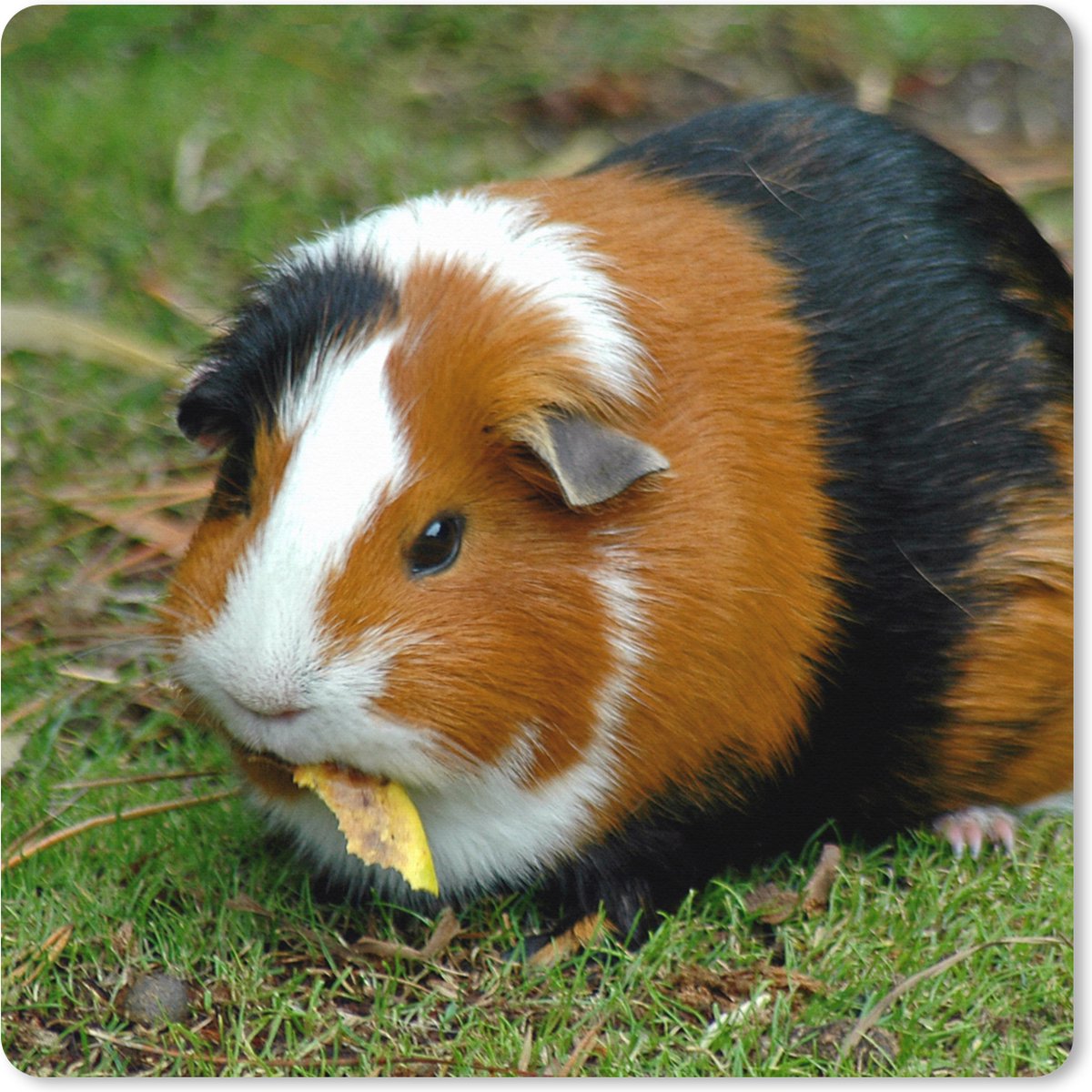 Muismat XXL 40x40 cm - Bureau onderlegger - Bureau mat Cavia buiten - Bureaumat - Gaming mousepad xl - Bureaulegger groot - Computer deskmat