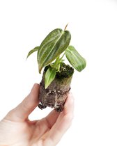 PLNTS - Baby Philodendron Melanochrysum - Kamerplant - Stekplantje 2 cm - Hoogte 10 cm