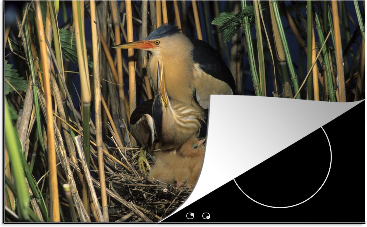 Inductie beschermer - Inductie Mat - Een Woudaap in zijn nest tussen het hoge riet - 80x52 cm - inductiebeschermer - KitchenYeah