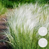 2x Stipa tenuifolia 'Ponytails' - Vedergras - Siergrassen - Winterhard - ⌀13 cm - 20-25 cm