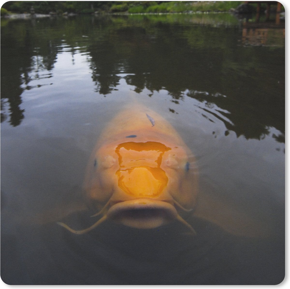 Muismat XXL 80x80 cm - Bureau onderlegger - Bureau mat Een gigantische koi karper in het water - Bureaumat - Gaming mousepad xl - Bureaulegger groot - Computer deskmat