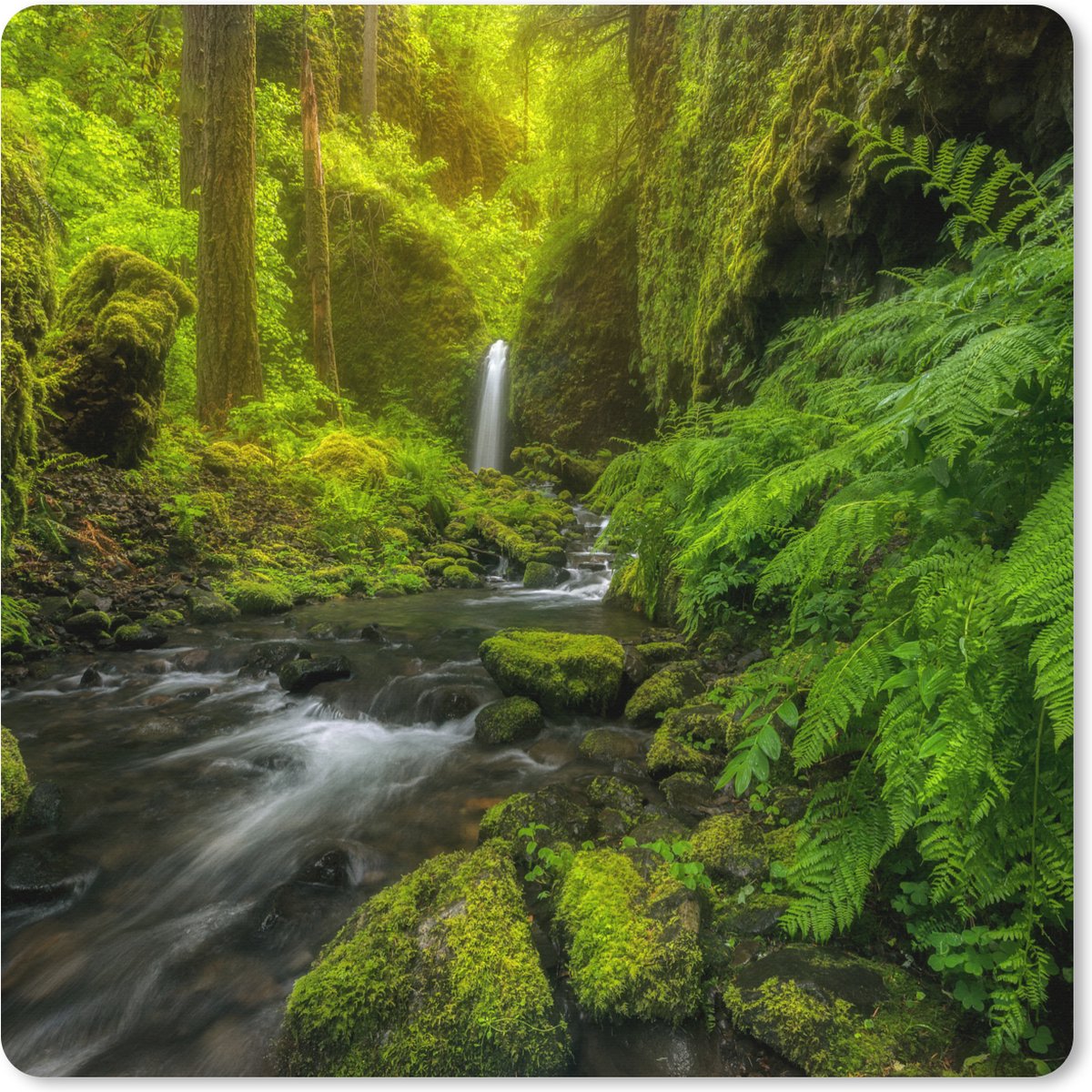 Muismat XXL 80x80 cm - Bureau onderlegger - Bureau mat Prachtig plaatje jungle - Bureaumat - Gaming mousepad xl - Bureaulegger groot - Computer deskmat
