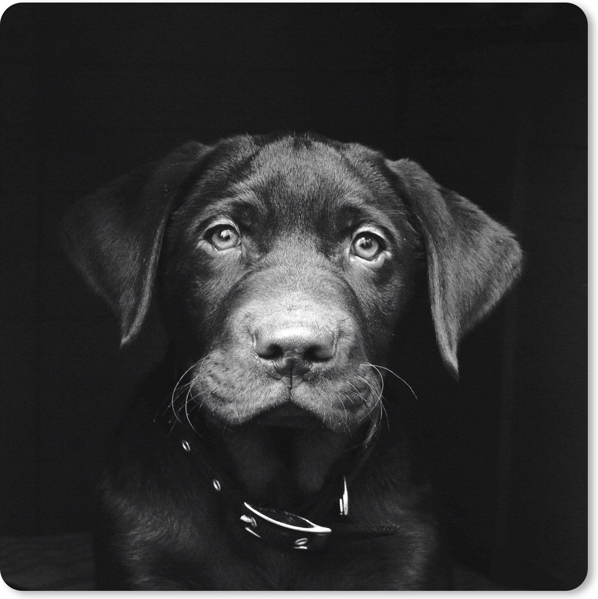 Muismat XXL 80x80 cm - Bureau onderlegger - Bureau mat Close-up labrador puppy tegen zwarte achtergrond in zwart-wit - Bureaumat - Gaming mousepad xl - Bureaulegger groot - Computer deskmat