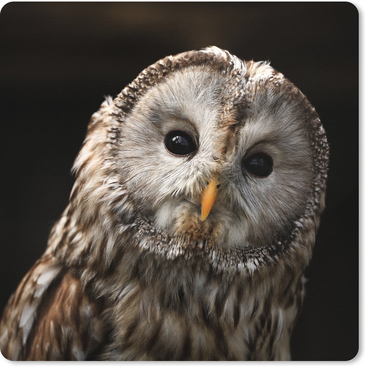 Muismat XXL 60x60 cm - Bureau onderlegger - Bureau mat Een bosuil op een zwarte achtergrond - Bureaumat - Gaming mousepad xl - Bureaulegger groot - Computer deskmat