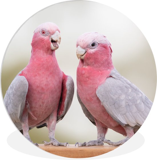 WallCircle - Cercle mural - Cercle mural intérieur - Deux cacatoès roses en conversation - 60x60 cm - Décoration murale - Peintures ronds