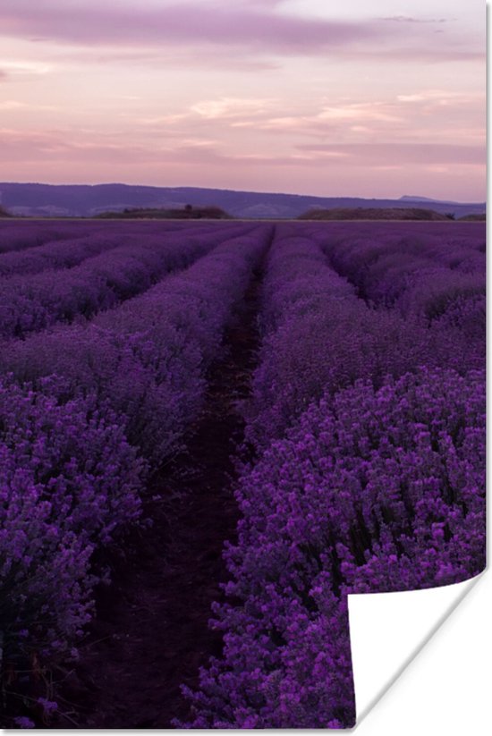 Poster Lavendel - Paars - Bloemen - Natuur - 40x60 cm