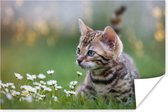 Poster Un chaton dans l'herbe 60x40 cm - Tirage photo sur Poster (décoration murale salon / chambre) / Poster Animaux domestiques