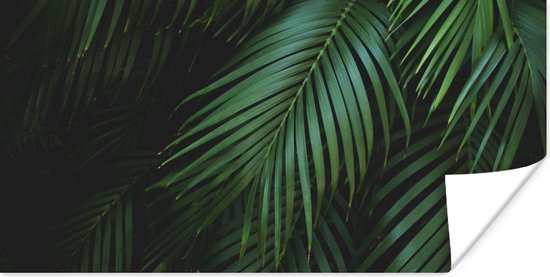 Poster Palmbladeren - Palmen - Tropical