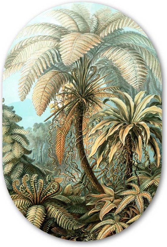 Muurovaal Filicinae in kleur - WallCatcher | Geborsteld Aluminium 40x60 cm | Ovalen schilderij | Wandovaal Meestwerk van Ernst Haeckel