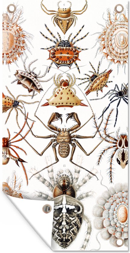 Tuin - Retro - Spin- Tuindecoratie - Insecten - Ernst Haeckel - Dieren - Kunst - Tuinposter - 40x80 cm - Schuttingposter - Tuindoek - Buitenposter
