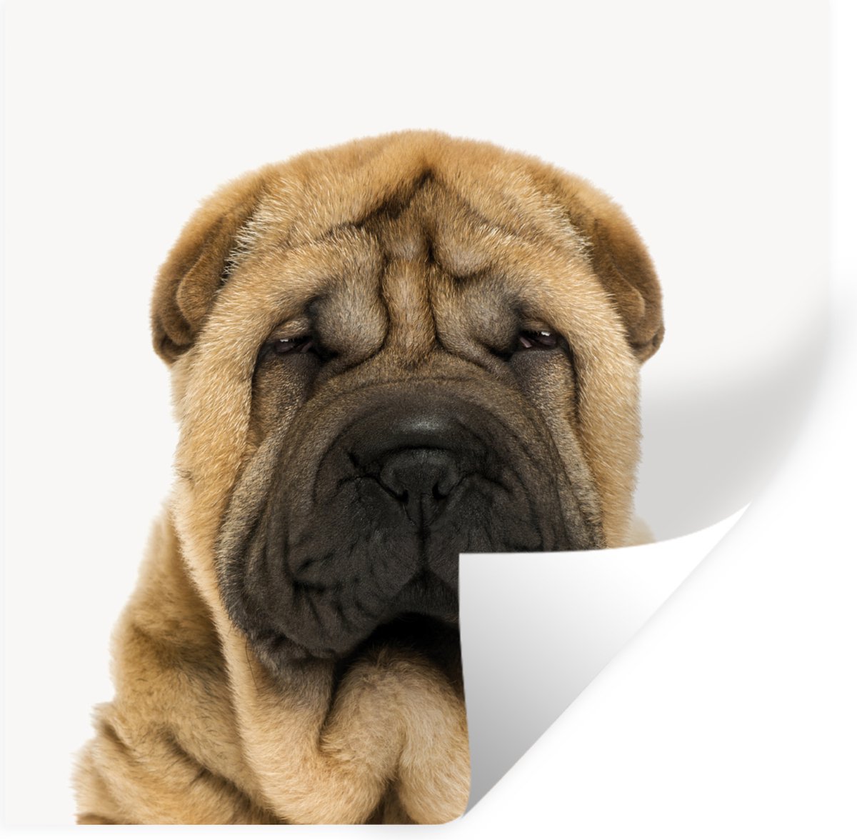 Muursticker kinderen - Sticker voor kind - Kinderkamer decoratie - Hond - Jongens - Sharpe