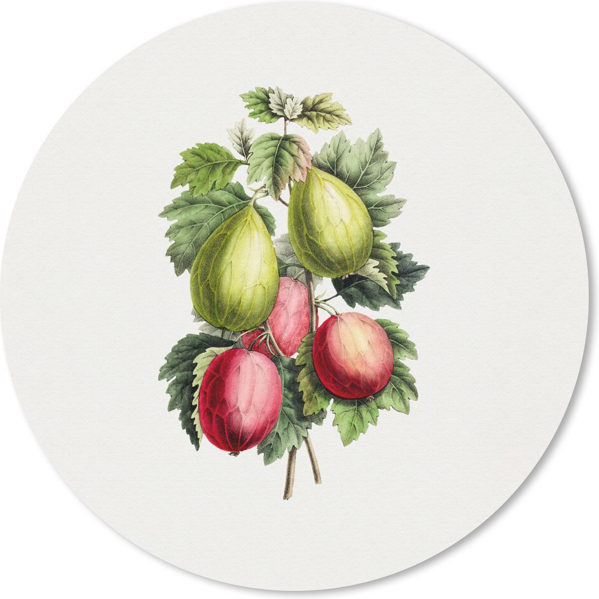Muismat rond 20x20 cm - Mousepad Fruit - Vintage - Vijgen - Ronde muismatten