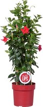Mandevilla Sundaville - Chileense Jasmijn - Klimplant - Rood - ⌀19 cm - 65-75 cm