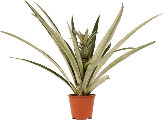 FloriaFor - Ananas - - ↨ 55cm ⌀ 14cm |