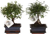 ZynesFlora - Bonsai in Keramiek - 2 Stuks - Kamerplant in pot - Ø 15 cm - Hoogte: 25-30 cm - Kamerplant