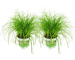 ZynesFlora - Cyperus - Kattengras - 2 Stuks - Ø 12 cm - Hoogte: 25-30 cm - Kamerplant