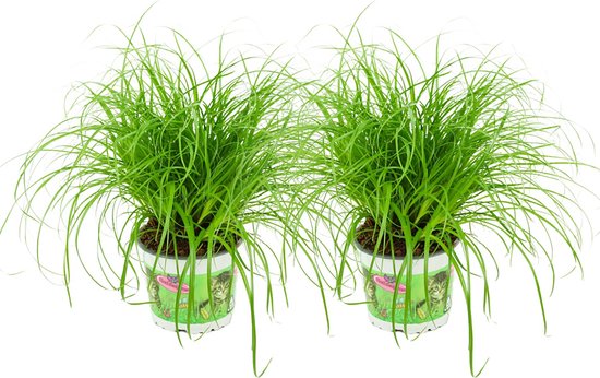 ZynesFlora - Cyperus - Kattengras