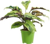 PLNTS - Calathea Yellow Fusion - Kamerplant - Kweekpot 14 cm - Hoogte 40 cm