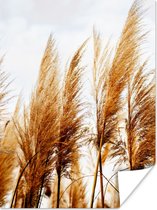 Poster Pampasgras - Zon - Gras - 30x40 cm