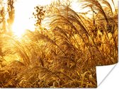 Poster Pampasgras - Zon - Gras - 40x30 cm