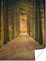Affiche Chemin - Arbres - Forêt - 60x80 cm