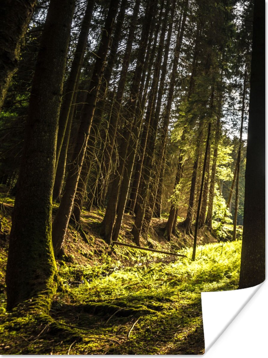 Poster Boom - Natuur - Zon - Bos - 60x80 cm