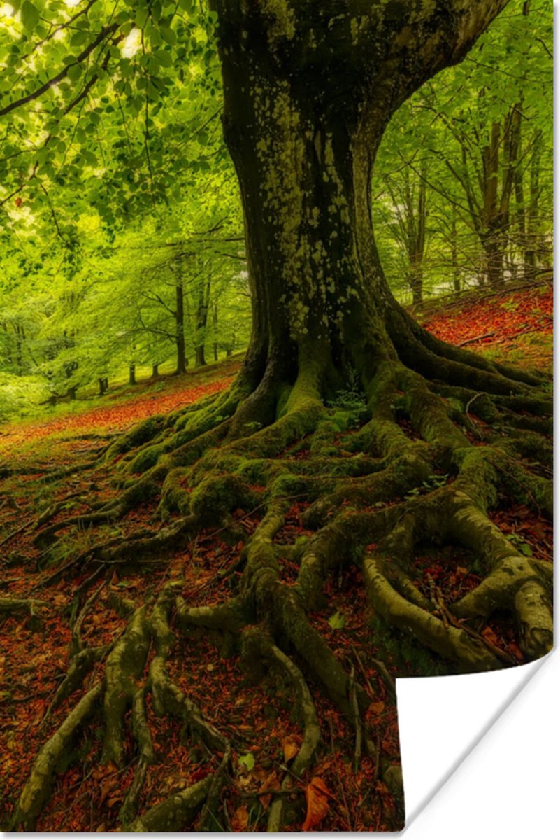 Poster Boom - Bos - Herfstbladeren - 20x30 cm
