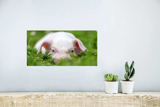 Affiche Cochon - Animaux - Porcelet - 40x20 cm