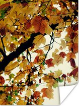 Affiche Arbres - Feuilles d'automne - Nature - 30x40 cm