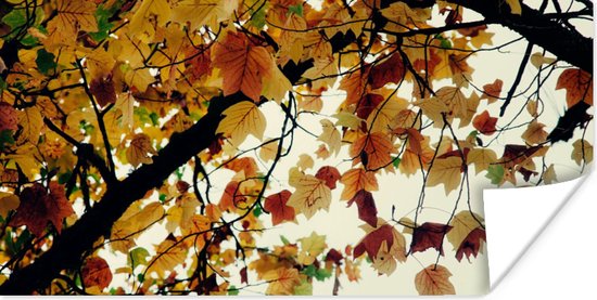 Poster Arbres - Feuilles d'automne - Nature - 120x60 cm