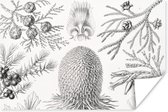 Affiche - Ernst Haeckel - Décoration de chambre esthétique - Nature - Vintage - Arbre - Zwart et blanc - Déco de chambre esthétique - Décoration murale - 60x40 cm