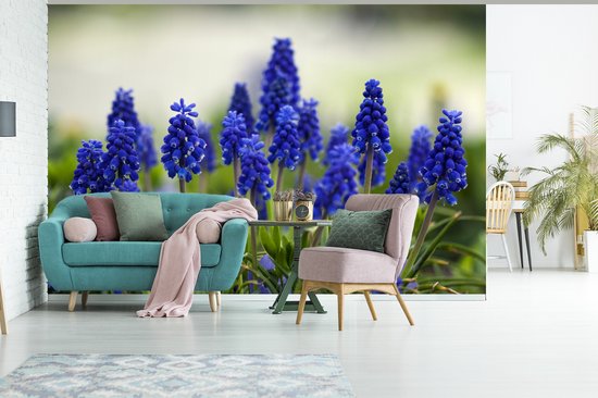 Papier peint photo en vinyle - Petites jacinthes de raisin largeur 450 cm x hauteur 300 cm - Tirage photo sur papier peint (disponible en 7 tailles)