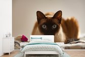 Behang - Fotobehang Siamese kat op bed - Breedte 450 cm x hoogte 300 cm