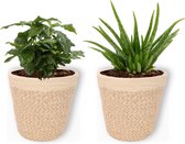 2 Kamerplanten - Aloe Vera & Koffieplant -2 stevige planten - In trendy mand