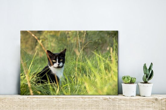 Zwart-witte Amerikaanse Korthaar in het hoge gras Canvas 80x60 cm - Foto print op Canvas schilderij (Wanddecoratie woonkamer / slaapkamer) / Huisdieren Canvas Schilderijen