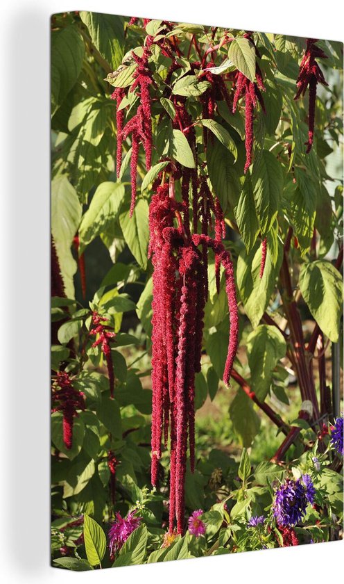 Amarant plant in de natuur met de rode kleuren tijdens bloei Canvas 60x90 cm - Foto print op Canvas schilderij (Wanddecoratie woonkamer / slaapkamer)