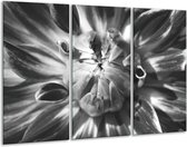 Glasschilderij Bloem - Zwart, Grijs - 120x80cm 3Luik - Foto Op Glas - Geen Acrylglas Schilderij - GroepArt 6000+ Glas Art Collectie - Maatwerk Mogelijk
