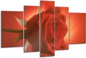 Glasschilderij Roos - Rood, Oranje, Geel - 170x100cm 5Luik - Foto Op Glas - Geen Acrylglas Schilderij - 6000+ Glasschilderijen Collectie - Wanddecoratie