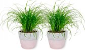 2x Diervriendelijke kamerplant -Cyperus Zumua - Kattengras 20cm hoog - in roze betonnen pot