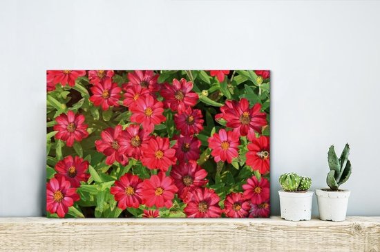 Heldere rode zinnia bloemen Canvas 180x120 cm - Foto print op Canvas schilderij (Wanddecoratie woonkamer / slaapkamer) XXL / Groot formaat!